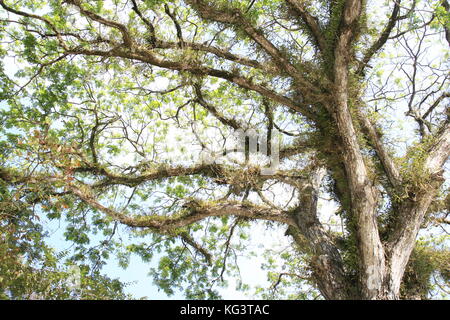 Samanea saman, Big rain tree Banque D'Images