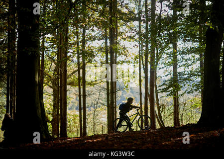 Delamere Forest Park grand bois près de Frodsham, Cheshire, Angleterre. Le Woodland, géré par Commission Forestière, couvre 972 hectares Banque D'Images