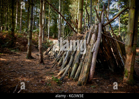 La Commission des forêts gérées à Den Delamere Forest Park grand bois près de Frodsham, Cheshire, Angleterre. Banque D'Images