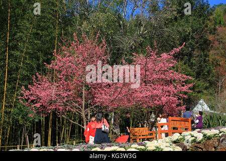 Fleur de cerisier himalayen sauvage. Thai rose Sakura arbre en fleurs. Banque D'Images