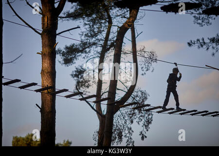 La Commission des forêts gérées à GoApe Delamere Forest Park grand bois près de Frodsham, Cheshire, Angleterre. Banque D'Images