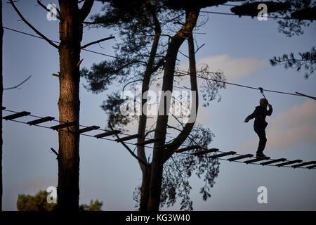 La Commission des forêts gérées à GoApe Delamere Forest Park grand bois près de Frodsham, Cheshire, Angleterre. Banque D'Images