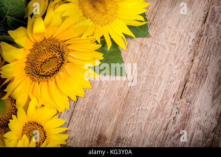 Tournesols jaunes sur fond de vieille clôture. Banque D'Images