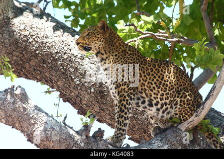 Léopard, Panthera pardus, dans une saucisse arbre dans le secteur de Nsefu, South Luangwa National Park, Zambie, Afrique du Sud Banque D'Images