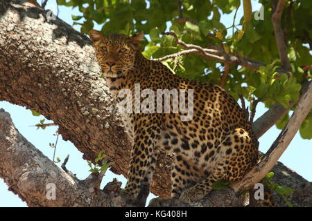 Léopard, Panthera pardus, dans une saucisse arbre dans le secteur de Nsefu, South Luangwa National Park, Zambie, Afrique du Sud Banque D'Images