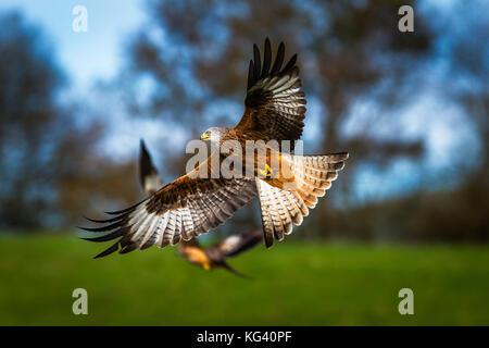 Red Kite automne en vol Banque D'Images