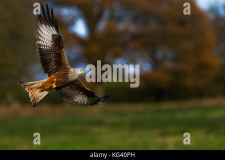 Red Kite automne en vol Banque D'Images