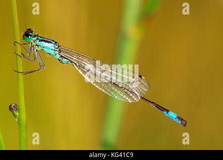 Channel Islands. Guernesey. La faune. Bluetail libellule. Banque D'Images