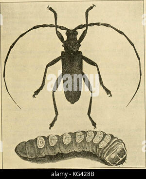 'Un manuel d'insectes dangereux susceptibles d'être introduites aux États-Unis par des importations" (1917) Banque D'Images