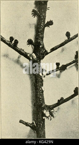 'Un manuel d'insectes dangereux susceptibles d'être introduites aux États-Unis par des importations" (1917) Banque D'Images