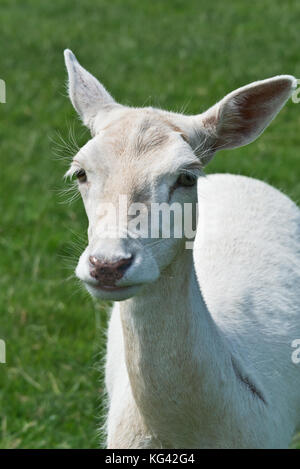 Head shot d'un daim à theSouth West Deer Rescue Center, près de Wayford Montséret dans le Somerset en Angleterre. Banque D'Images