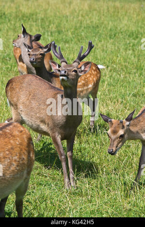 Un sikha deer stag avec un ensemble complet de panache à theSouth West Deer Rescue Center, près de Wayford Montséret dans le Somerset en Angleterre. Banque D'Images