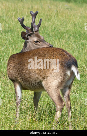 Un sikha deer stag avec un ensemble complet de panache à theSouth West Deer Rescue Center, près de Wayford Montséret dans le Somerset en Angleterre. Banque D'Images