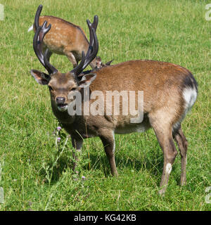 Un sikha deer stag avec un ensemble complet de panache à theSouth West Deer Rescue Center, près de Wayford Montséret dans le Somerset en Angleterre. Banque D'Images