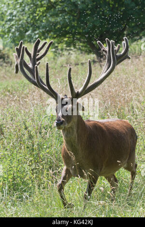 Un grand cerf rouge cerf avec un ensemble impressionnant de bois de cerf en velours à theSouth West Deer Rescue Centre, près de Montséret Wayford dans le Somerset en Angleterre. Banque D'Images