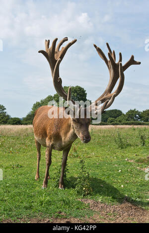 Un grand cerf rouge cerf avec un ensemble impressionnant de bois de cerf en velours à theSouth West Deer Rescue Centre, près de Montséret Wayford dans le Somerset en Angleterre. Banque D'Images