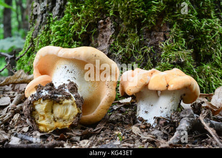 Hérisson en bois, champignons ou Hydnum repandum, délicieux champignon comestible dans l'habitat naturel, la forêt de chêne, chêne en tronc d'arbre couverts de mousse Banque D'Images