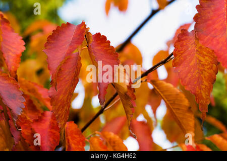 Des feuilles couleur d'automne d'un arbre sur une journée claire Banque D'Images