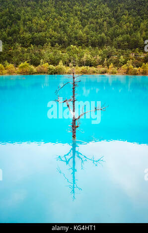 Lonely tree reflète dans l'eau bleu turquoise, bleu de la vallée de la lune, Lijiang, Chine. Banque D'Images