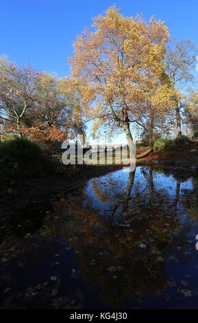 Arbres se reflétant dans l'étang norie-miller park perth ecosse novembre 2017 Banque D'Images