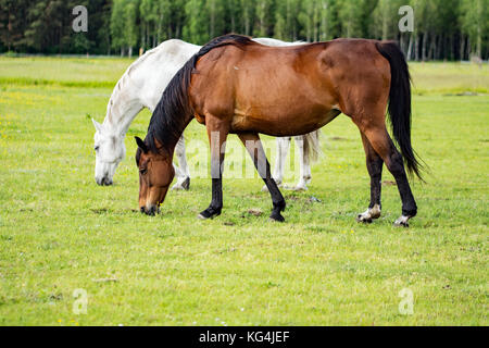 Deux beaux chevaux broutant dans un pré Banque D'Images