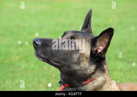 Un berger belge malinois chien avec une laisse rouge recherche d'écouter son ordre du maître Banque D'Images