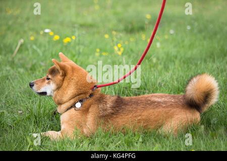 Shiba Inu chien allongé dans l'herbe avec un exercice ne se déplace pas Banque D'Images