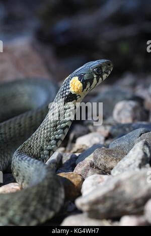 Couleuvre vipérine, Natrix natrix Banque D'Images