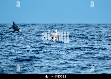 Les dauphins de Risso aux Açores Banque D'Images