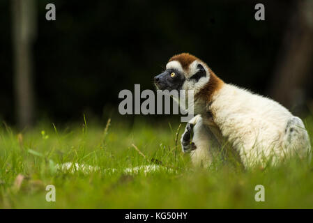 Lémurien propithèque de verreaux assis sur le bord de la forêt tropicale dans le sud de Madagascar Banque D'Images