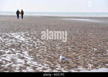 Mouettes - le Touquet - Paris plage, pas-de-Calais - hauts-de-France - France Banque D'Images