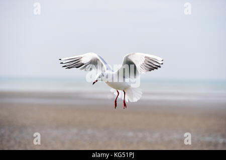 Mouettes - le Touquet - Paris plage, pas-de-Calais - hauts-de-France - France Banque D'Images