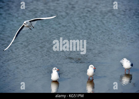 Mouettes - le Touquet - Paris plage, pas-de-Calais - hauts-de-France - France Banque D'Images