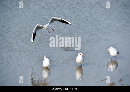 Mouettes - le Touquet - Paris plage, pas-de-Calais - hauts-de-France - France Banque D'Images