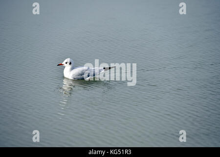 Mouettes - le Touquet - Paris plage, pas-de-Calais - hauts-de-France - France Banque D'Images