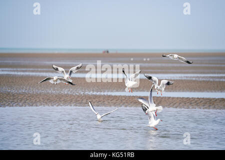 Mouettes - le Touquet - Paris plage, pas-de-Calais - hauts-de-France - France Banque D'Images