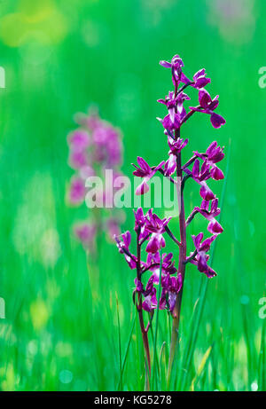 Channel Islands. Guernesey. Fleurs sauvages. Orchidée à fleurs lâches de plus en prairie. Banque D'Images