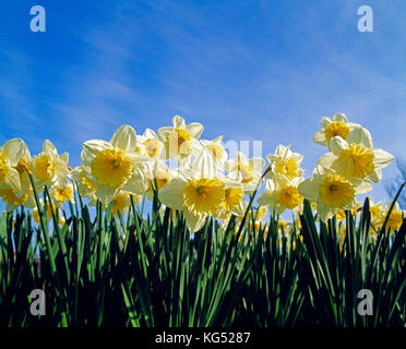 Channel Islands. Guernesey. L'agriculture. Narcisses à fleurs. Banque D'Images