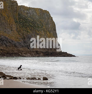 Un petit chien à la recherche de ses propriétaires qui nagent au large de Mewslade Bay sur la péninsule de Gower, dans le sud du Pays de Galles UK Banque D'Images