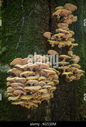 Une espèce de pleurote poussant sur le tronc d'un hêtre dans la forêt Nouvelle Hampshire UK Banque D'Images