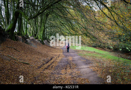Un marcheur sur la large route bordée d'arbres conduit le long de la crête des collines de Quantock dans Somerset UK Banque D'Images