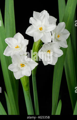 Fleurs blanches parfumées sur une jonquille, Narcissus 'Paperwhite' cultivé comme plante d'intérieur en hiver pour son odeur Banque D'Images