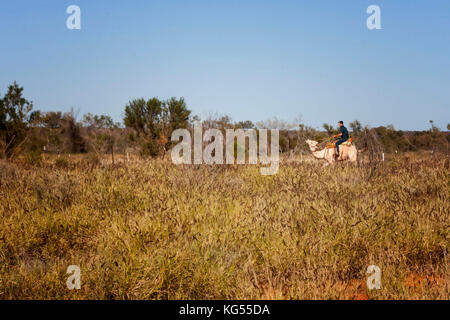 Les chameaux sauvages semi outback, l'Australie Banque D'Images