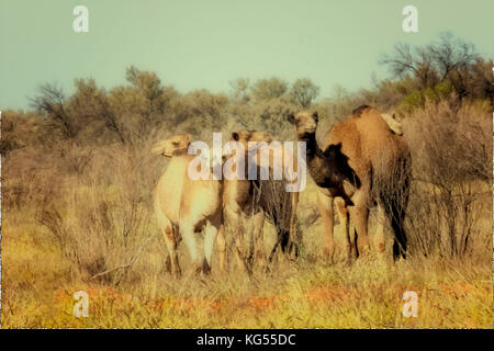 Les chameaux sauvages semi outback, l'Australie Banque D'Images