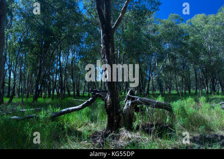 Arbre brûlé dans les prairies avec ciel bleu vif, de l'Australie Banque D'Images