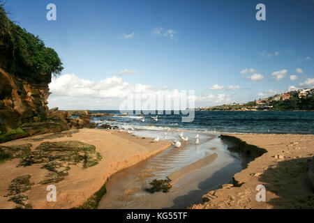 Coogee Beach avec des goélands, des falaises et de ciel bleu, Sydney, Australie Banque D'Images