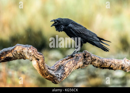 Grand corbeau, Corvus corax Banque D'Images