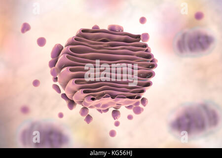 Illustration de l'ordinateur de l'appareil de Golgi. Cet organite central fonctionne comme un système de livraison pour la cellule. Sa fonction principale est de modifier, de stocker et transporter les protéines et lipides faites ailleurs dans la cellule. Banque D'Images