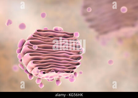 Illustration de l'ordinateur de l'appareil de Golgi. Cet organite central fonctionne comme un système de livraison pour la cellule. Sa fonction principale est de modifier, de stocker et transporter les protéines et lipides faites ailleurs dans la cellule. Banque D'Images