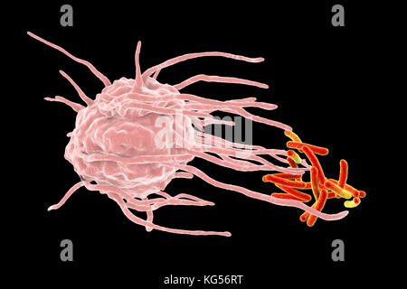 Les bactéries de la tuberculose engloutissant des macrophages. Illustration d'ordinateur d'un macrophage globules blancs (rose) qui engloutit la tuberculose (Mycobacterium tuberculosis) Bactéries (orange). Ce processus est appelé la phagocytose. Les macrophages sont des cellules du système immunitaire de l'organisme. Ils phagocytose et détruisent les pathogènes, les cellules mortes et de débris cellulaires. Banque D'Images